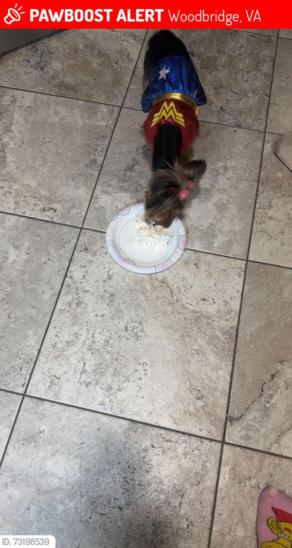 Lost Female Dog last seen Delaware, Woodbridge, VA 22191