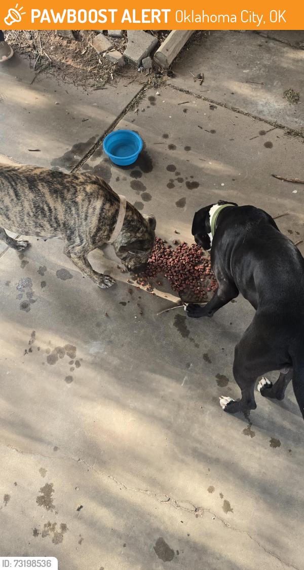 Found/Stray Male Dog last seen N Sterling & NW 15th, Oklahoma City, OK 73107