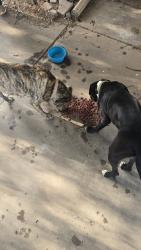 Found/Stray Male Dog last seen N Sterling & NW 15th, Oklahoma City, OK 73107