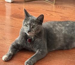 Reunited Female Cat last seen Harding Ave. and 27th Street, Chicago, IL 60623