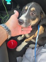 Found/Stray Female Dog last seen Norwalk Street, Andover apmts, Greensboro, NC 27407