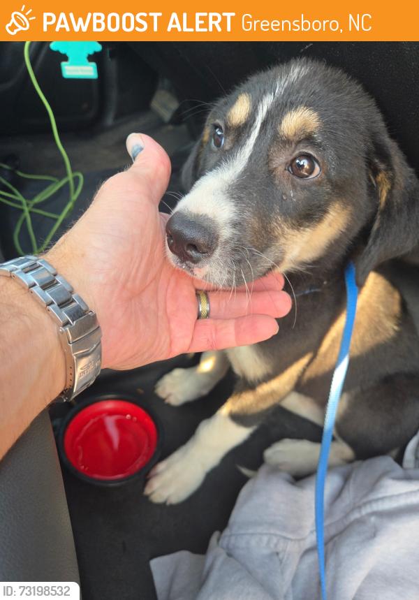 Found/Stray Female Dog last seen Norwalk Street, Andover apmts, Greensboro, NC 27407
