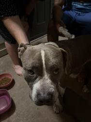 Reunited Male Dog last seen Autzen Stadium, Eugene, OR 97401