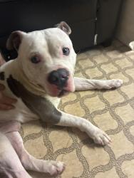 Found/Stray Male Dog last seen Dan Ryan woods, Chicago, IL 60620