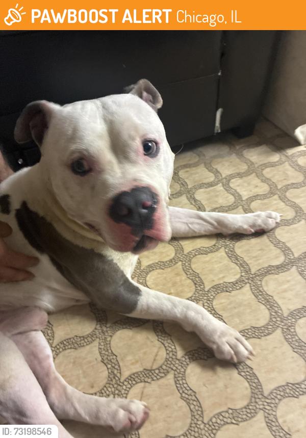 Found/Stray Male Dog last seen Dan Ryan woods, Chicago, IL 60620