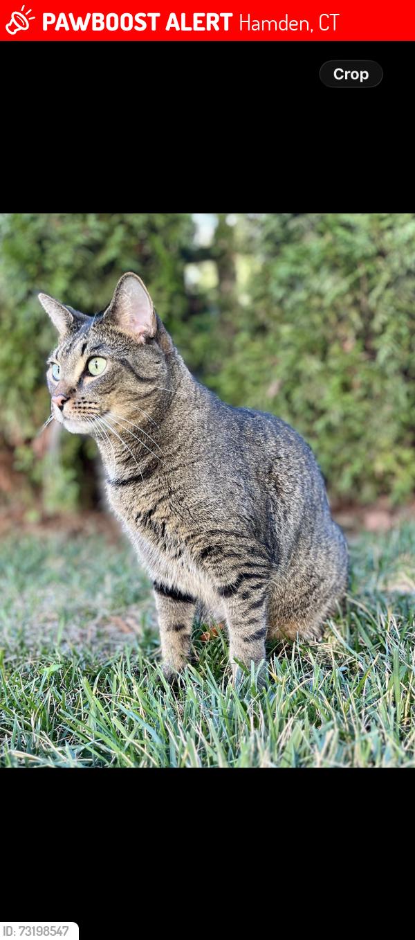 Lost Male Cat last seen Whitney Ave, Hamden, CT 06518