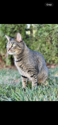 Lost Male Cat last seen Whitney Ave, Hamden, CT 06518
