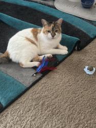 Lost Female Cat last seen Behind Sahm Golf Course Challenge and Craig, Indianapolis, IN 46250