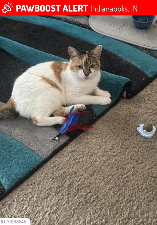 Lost Female Cat last seen Behind Sahm Golf Course Challenge and Craig, Indianapolis, IN 46250