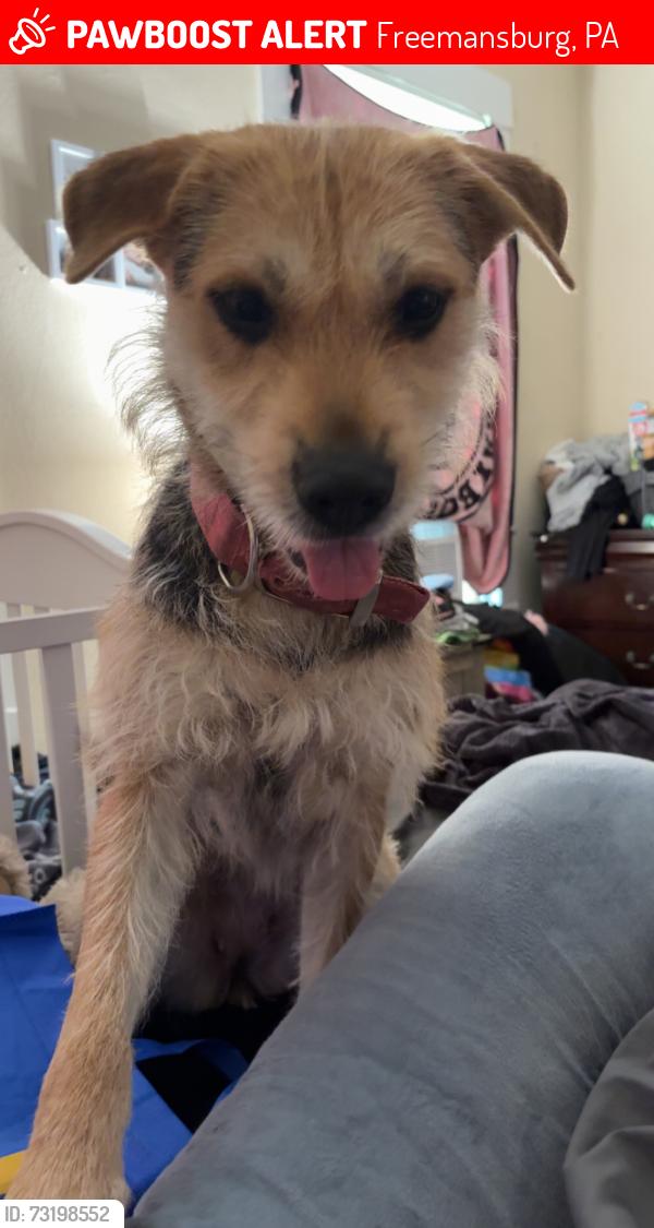 Lost Female Dog last seen At 338 oak st, Freemansburg, PA 18017