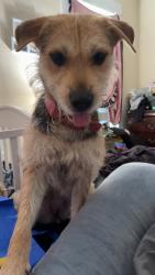 Lost Female Dog last seen At 338 oak st, Freemansburg, PA 18017