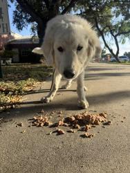 Found/Stray Unknown Dog last seen Near Stonewall Blvd Corpus Christi, TX 78410 United States, Corpus Christi, TX 78410