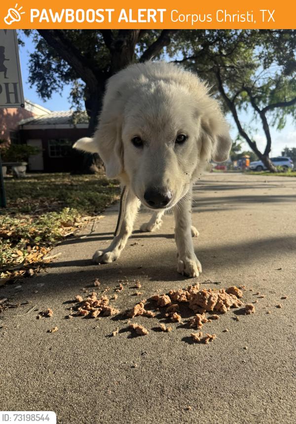 Found/Stray Unknown Dog last seen Near Stonewall Blvd Corpus Christi, TX 78410 United States, Corpus Christi, TX 78410