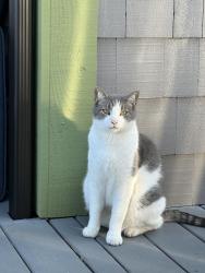 Reunited Male Cat last seen N 26th and Carr, Tacoma, WA 98403