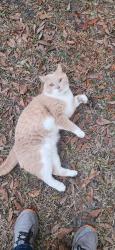 Lost Male Cat last seen Kolick Helmy Rd, Guyton, GA 31312