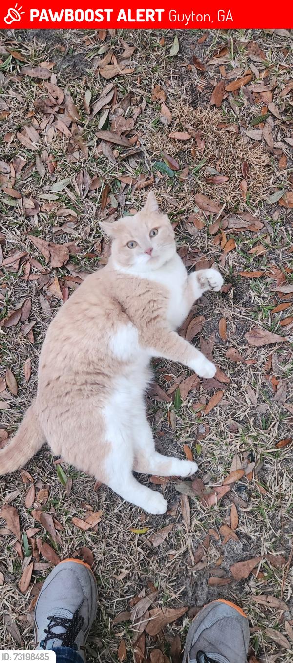 Lost Male Cat last seen Kolick Helmy Rd, Guyton, GA 31312