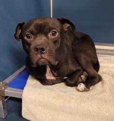 Shelter Stray Male Dog last seen Near BLOCK STRASBURG ST, DETROIT, MI 48205, 7401 Chrysler Dr, Detroit, MI 48211, USA