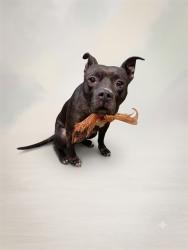 Shelter Stray Female Dog last seen Near BLOCK FOREST STREET, 2020 Forest St, Jacksonville, FL 32204, USA