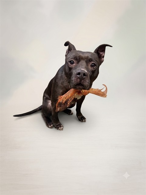 Shelter Stray Female Dog last seen Near BLOCK FOREST STREET, 2020 Forest St, Jacksonville, FL 32204, USA