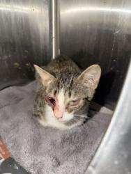Shelter Stray Male Cat last seen UNKNOWN, 2020 Forest St, Jacksonville, FL 32204, USA