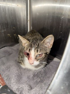 Shelter Stray Male Cat last seen UNKNOWN, 2020 Forest St, Jacksonville, FL 32204, USA