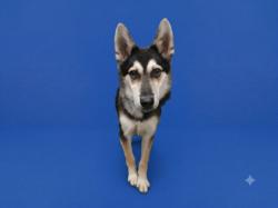 Shelter Stray Male Dog last seen , 1850 W 60th St, Los Angeles, CA 90047, USA