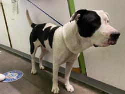 Shelter Stray Male Dog last seen , 1850 W 60th St, Los Angeles, CA 90047, USA