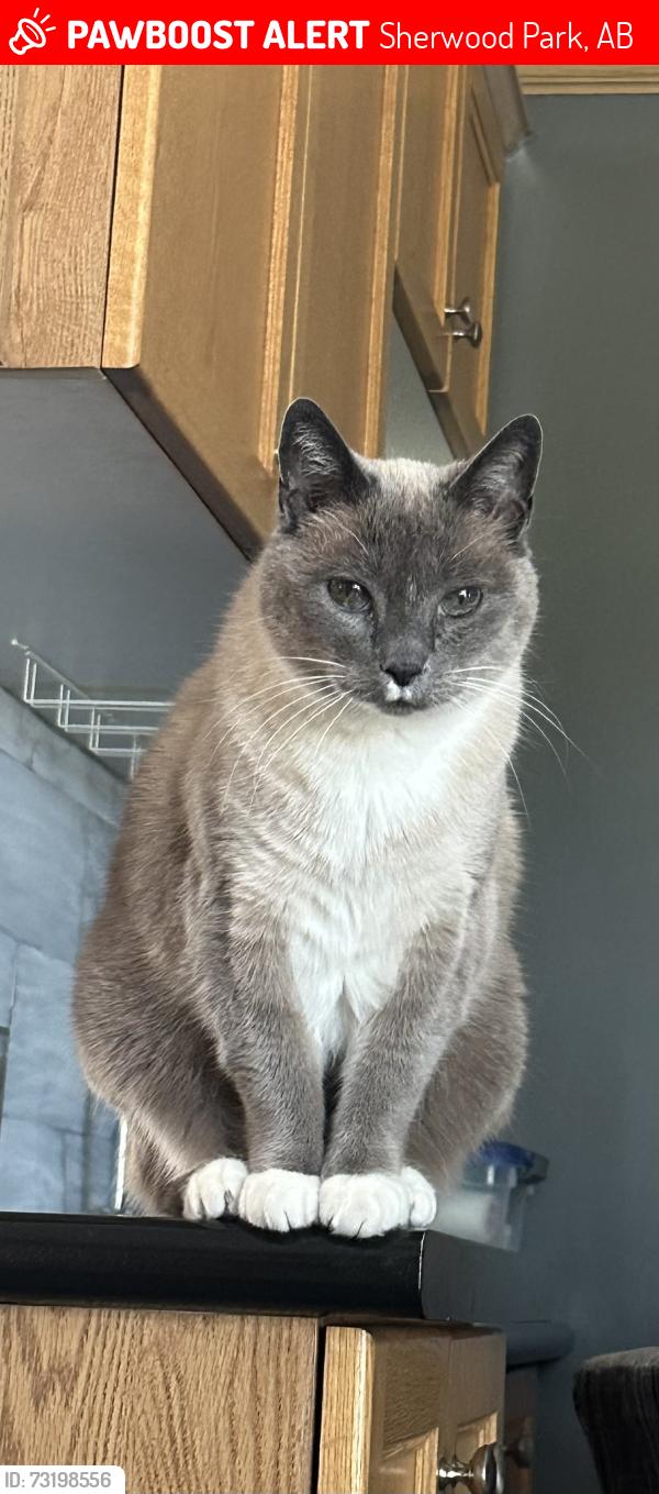 Lost Female Cat last seen Jubilee drive, Sherwood Park, AB 