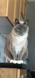 Lost Female Cat last seen Jubilee drive, Sherwood Park, AB 