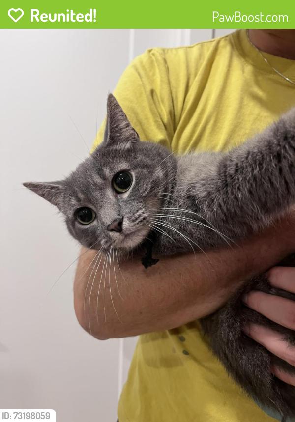 Reunited Unknown Cat last seen Hotel de Ville and Marie Anne, Montréal, QC H2W 2H5