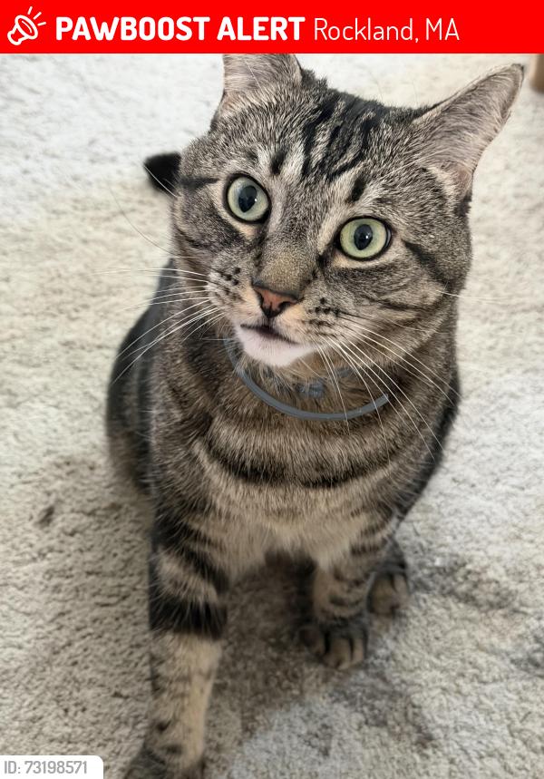 Lost Male Cat last seen Dexter rd and Market St, Rockland, MA 02370