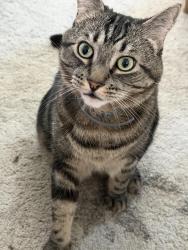 Lost Male Cat last seen Dexter rd and Market St, Rockland, MA 02370