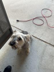 Reunited Unknown Dog last seen Montwood and Trawood area, El Paso, TX 79936