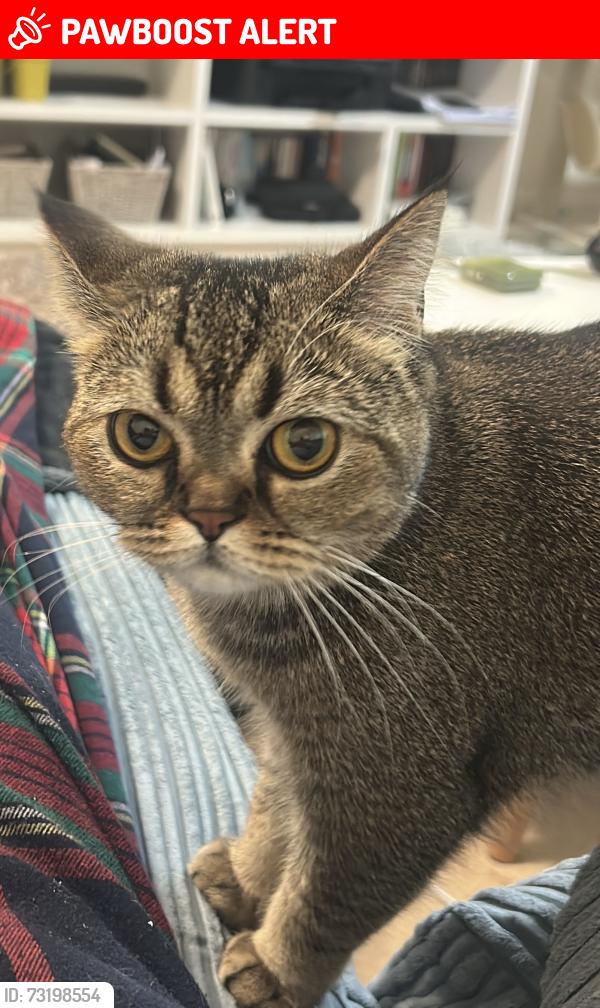 Lost Female Cat last seen 31-35 Clarendon rd lofts, Watford, WD17 1BP, Hertfordshire, England WD17 1JT