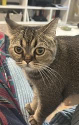 Lost Female Cat last seen 31-35 Clarendon rd lofts, Watford, WD17 1BP, Hertfordshire, England WD17 1JT