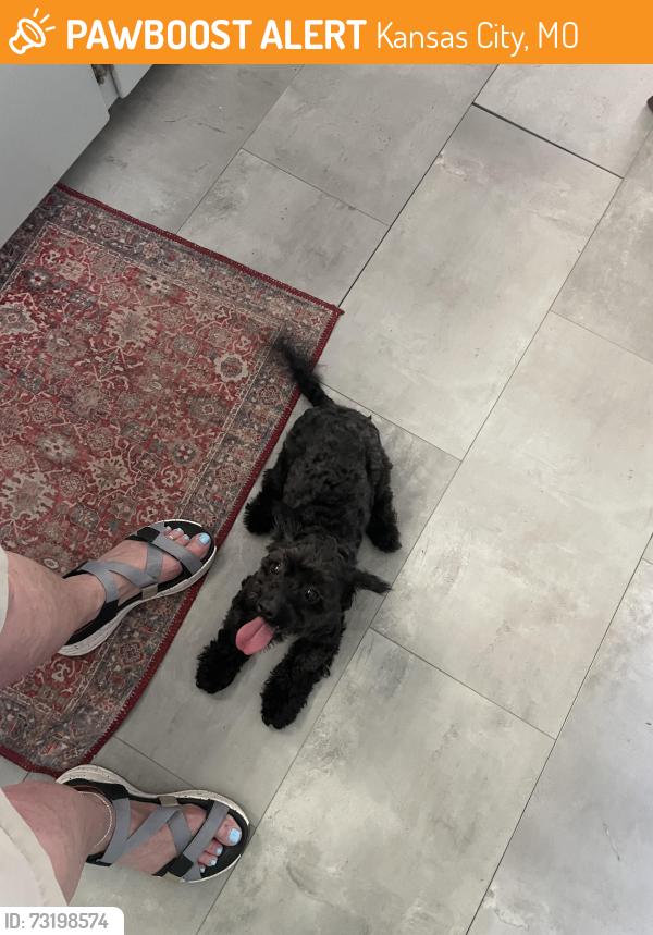 Found/Stray Male Dog last seen Red Bridge and Oak, Kansas City, MO 64131