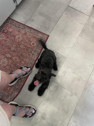 Found/Stray Male Dog last seen Red Bridge and Oak, Kansas City, MO 64131