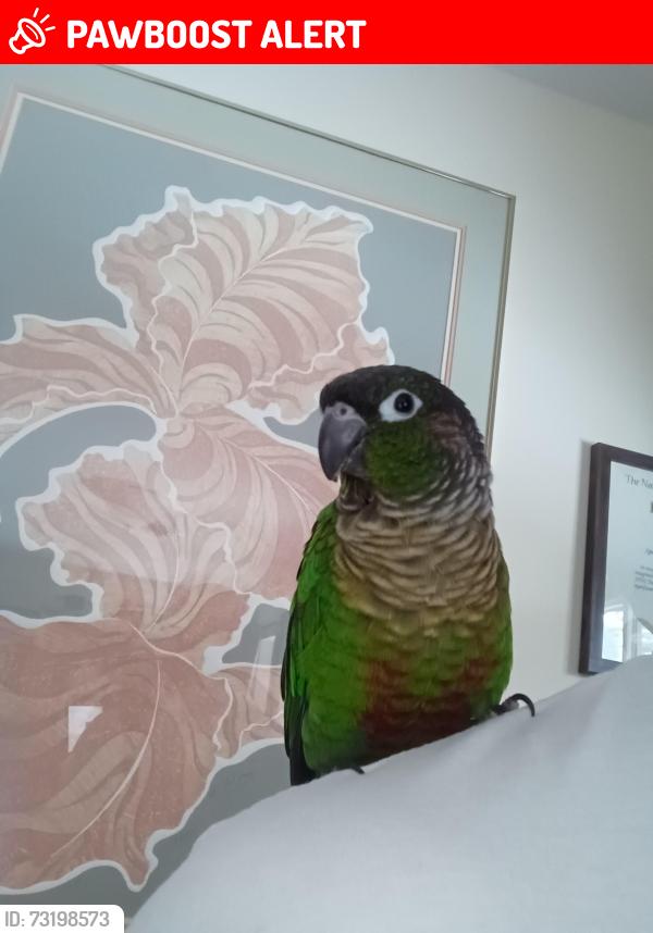 Lost Male Bird last seen Penwood dr and milford ave, Manchester Township, NJ 08759