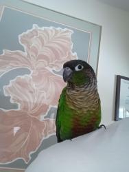 Lost Male Bird last seen Penwood dr and milford ave, Manchester Township, NJ 08759