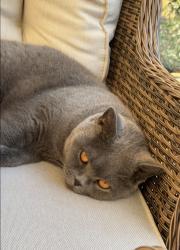 Lost Male Cat last seen BA2 5BQ, Bath and North East Somerset, England BA2 5BQ