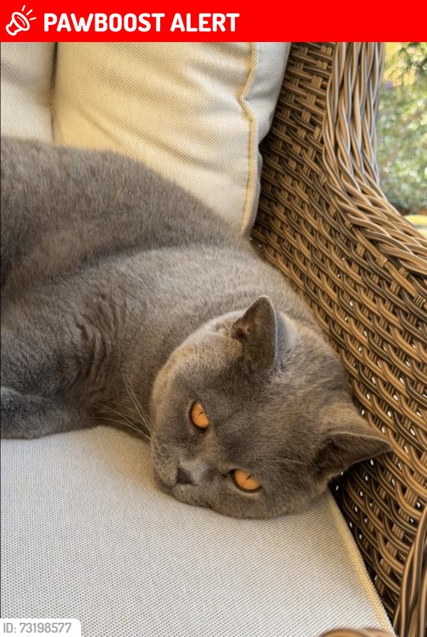 Lost Male Cat last seen BA2 5BQ, Bath and North East Somerset, England BA2 5BQ