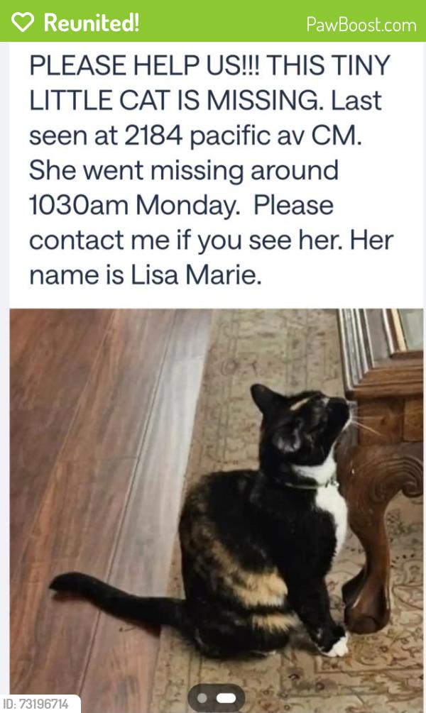 Reunited Female Cat last seen Pacific ave and Victoria, Costa Mesa, CA 92627