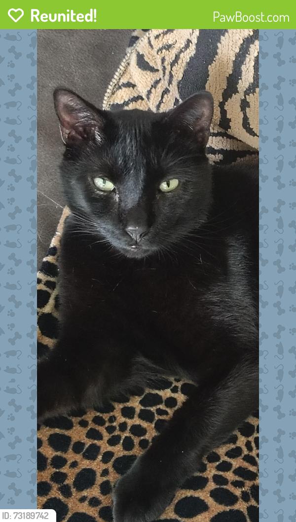 Reunited Male Cat last seen 50th & RICHARDT, Lawrence, IN 46226