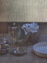 Reunited Unknown Cat last seen Escalon pl Beaverton or, Beaverton, OR 97008