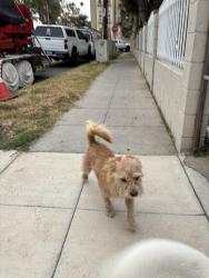 Found/Stray Male Dog last seen Harvard and Clinton, Los Angeles, CA 90004