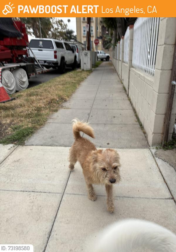 Found/Stray Male Dog last seen Harvard and Clinton, Los Angeles, CA 90004