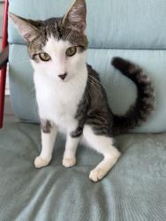 Found/Stray Male Cat last seen Franklin Tpke/Dry Fork area, Pittsylvania County, VA 24549