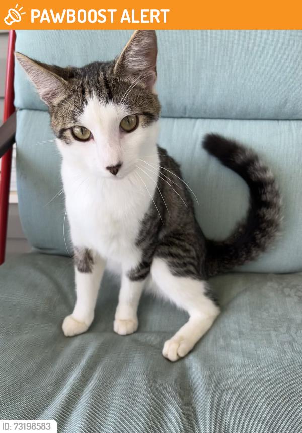 Found/Stray Male Cat last seen Franklin Tpke/Dry Fork area, Pittsylvania County, VA 24549