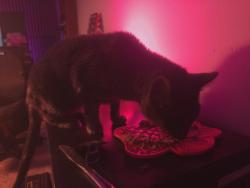Reunited Female Cat last seen Crabtree, Raleigh, NC 27612