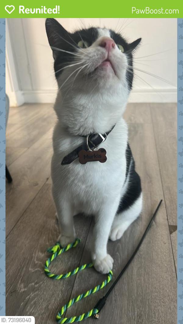 Reunited Male Cat last seen Warren Terrace, Eastern Ave W, Romford RM6 5SB, UK, Greater London, England RM6 5SA